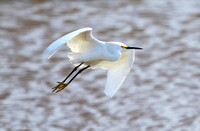 Snowy egret on an angle