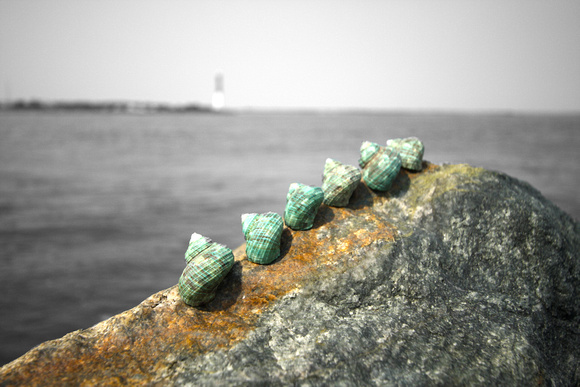 Green Shells by Old Barney