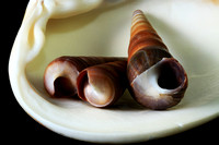 Three auger shells on a clam shell II