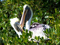 Two pelicans in a private moment