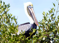 Profile Pelican