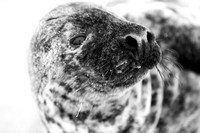 Portrait of a Seal