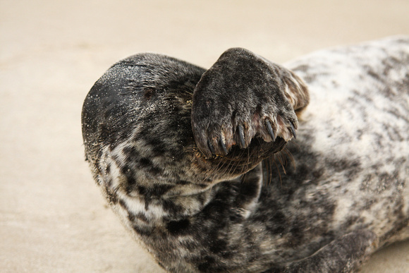 Bashful Seal