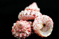 3 Strawberry Shells Close-Up