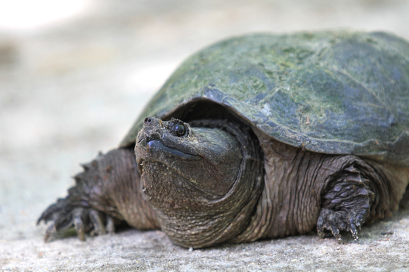 Grumpy Turtle