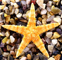 Starfish at Pebble Beach