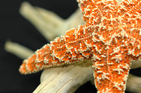 Starfish on Driftwood Close-Up