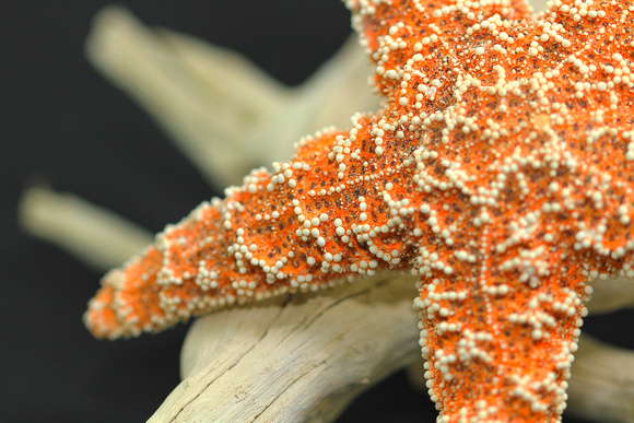 Starfish on Driftwood Close-Up