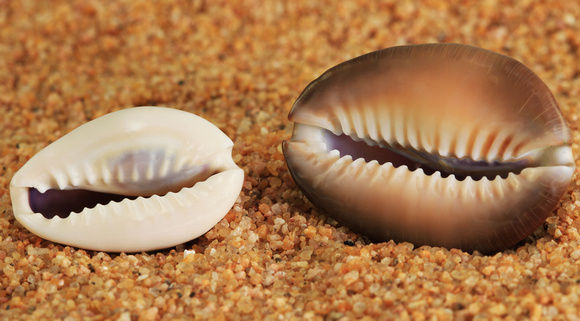 White and Brown Cowries on sand