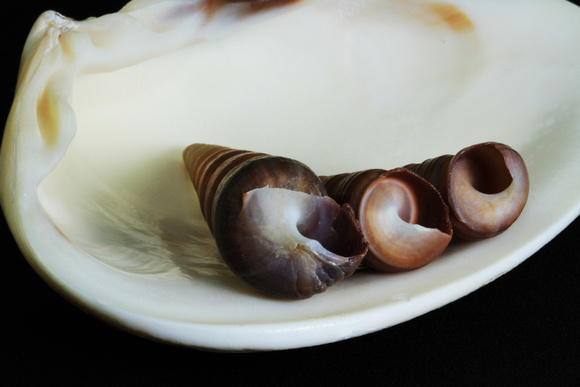 Three auger shells on a clam shell
