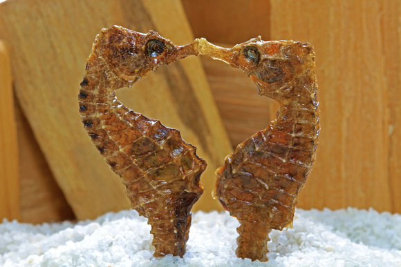 Kissing seahorses on white sand