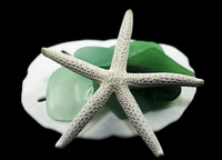 White starfish on seaglass and sand dollar