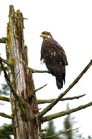 Young Eagle Sentinel